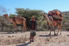 Somali Camels