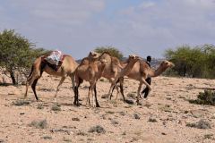 Camels with man